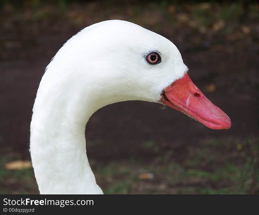 portrait of a white goose