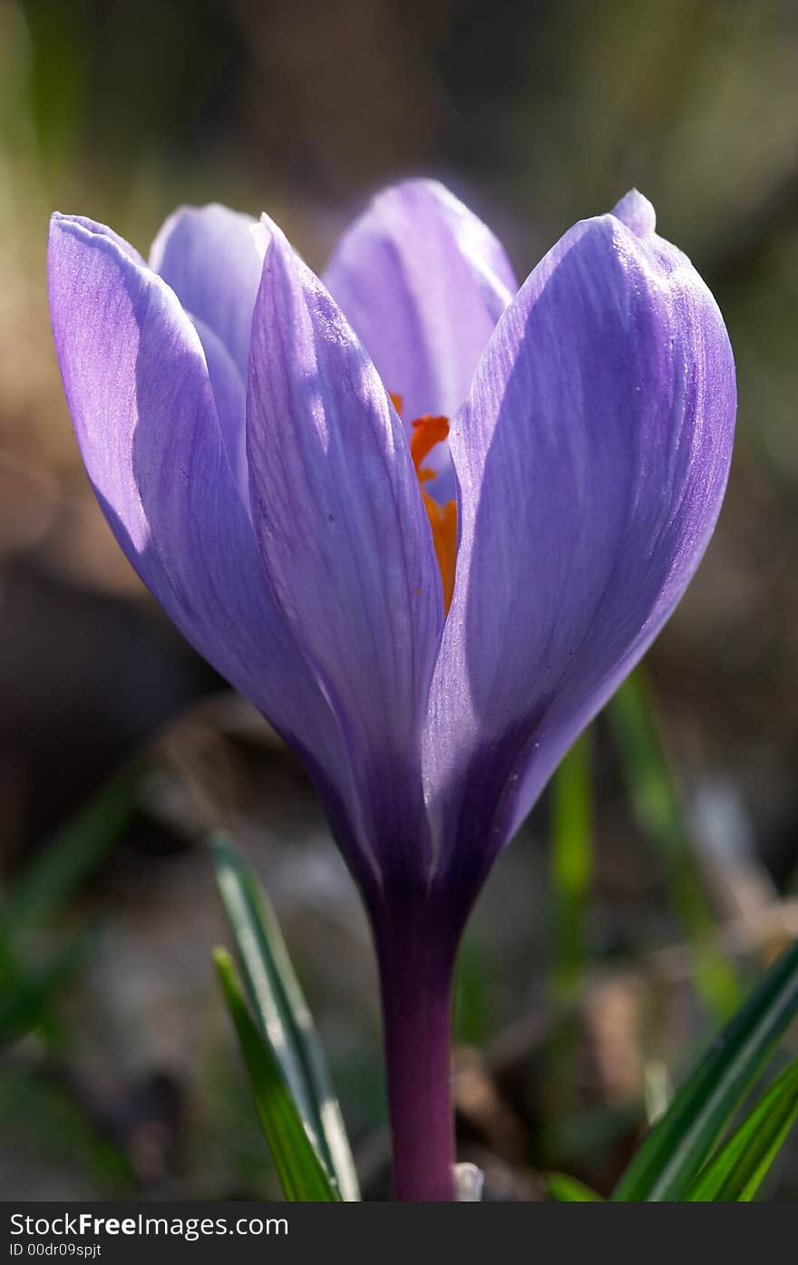 Close-up photo of crocus