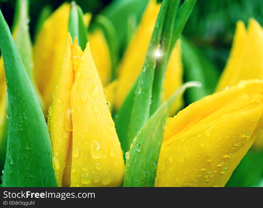 Yellow tulips