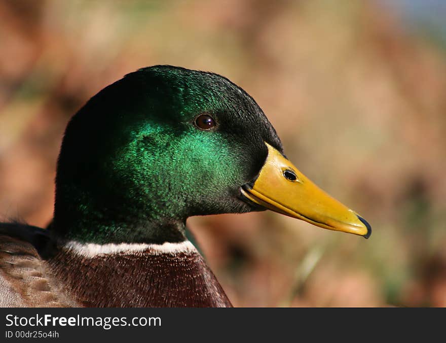 Portrait of male duck with yellow bill. Portrait of male duck with yellow bill