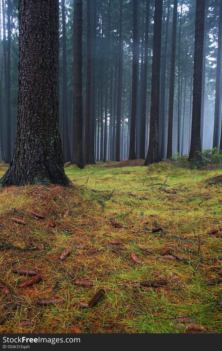 Misty Forest