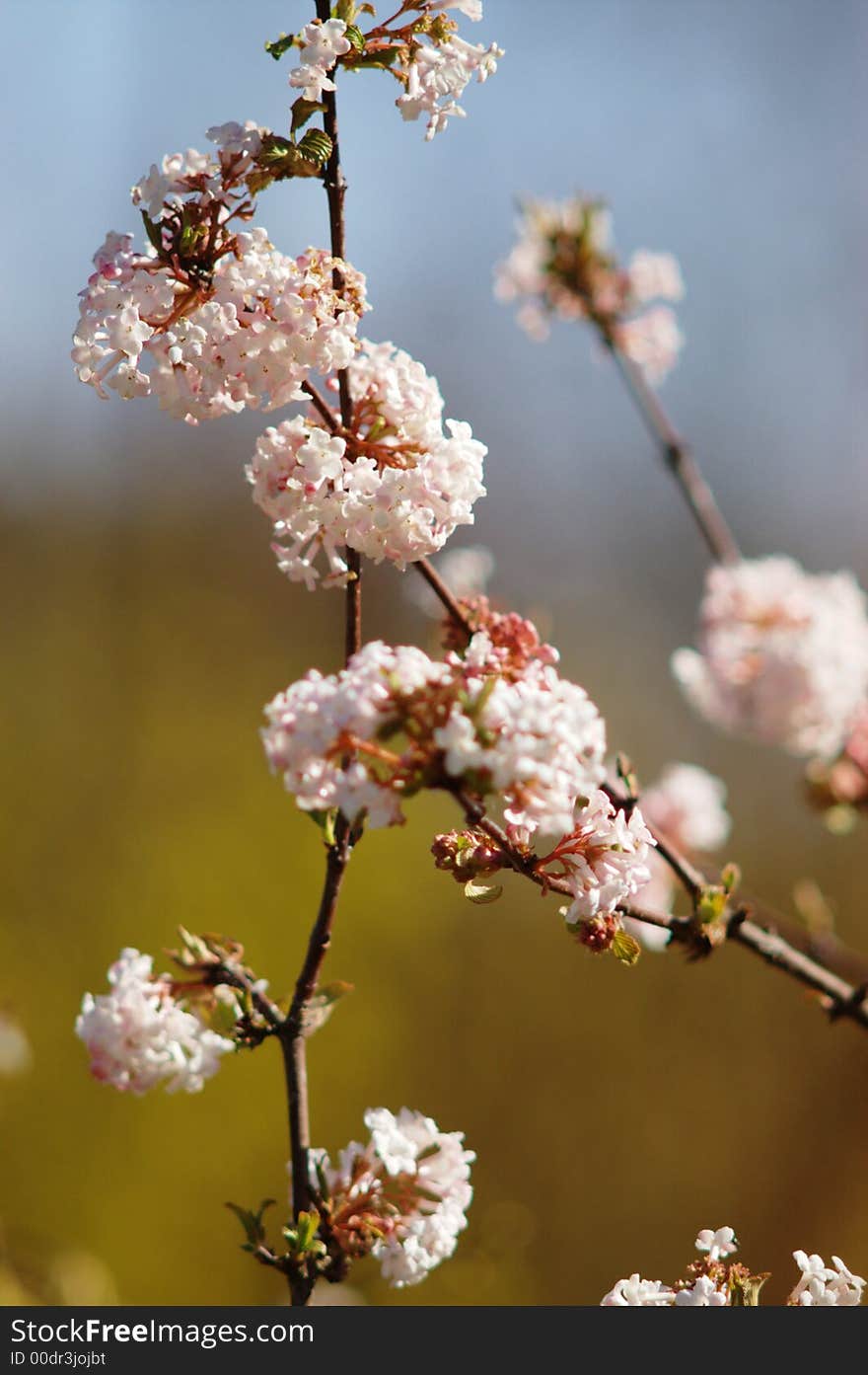 White-pink blossom on tree branches in spring, blurry background, vertical. White-pink blossom on tree branches in spring, blurry background, vertical