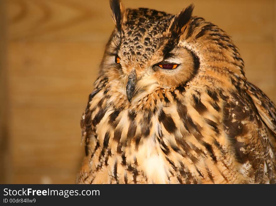 Eagle Owl