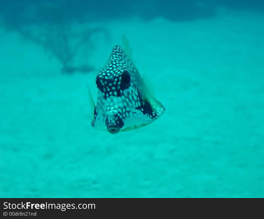 Trunk fish