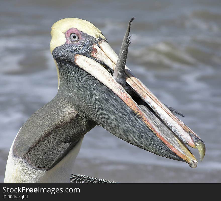 The Greedy Pelican