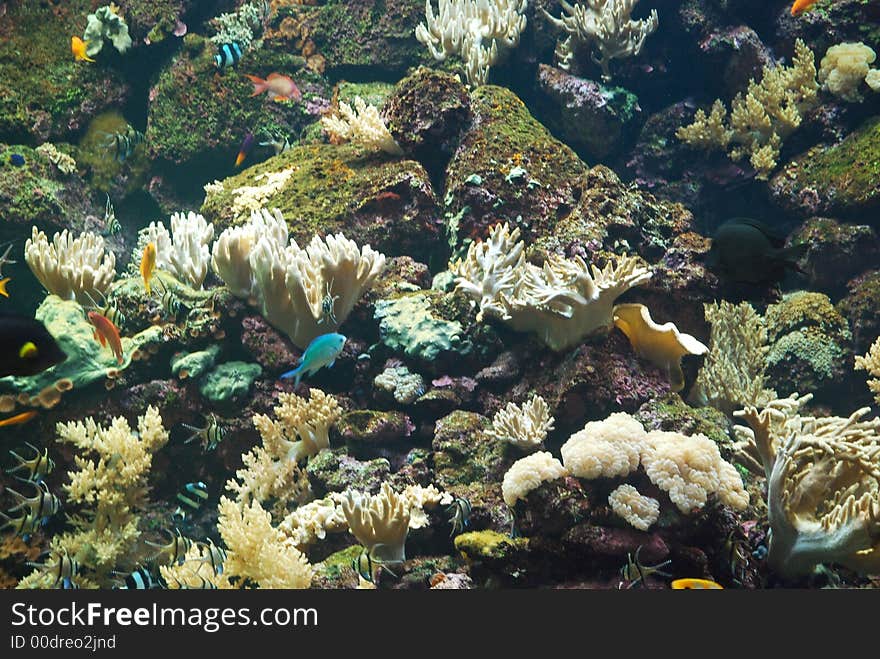 Coral Reef With Fish