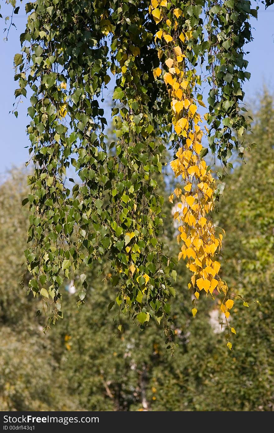 Foliage of a birch in the autumn. Foliage of a birch in the autumn