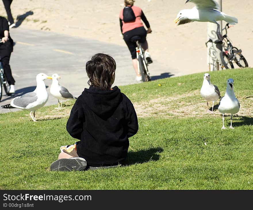 Feeding Seagulls