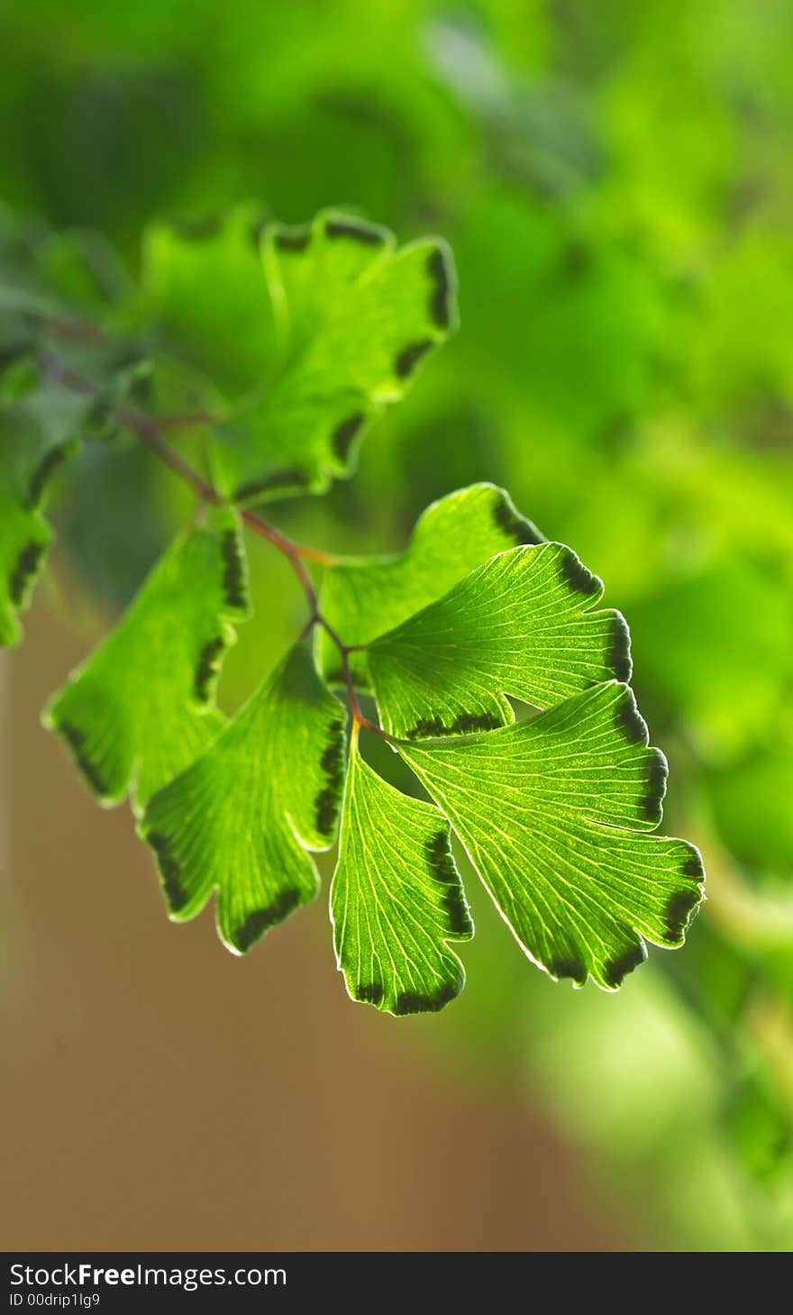 Macro of a natural green leaves. Macro of a natural green leaves