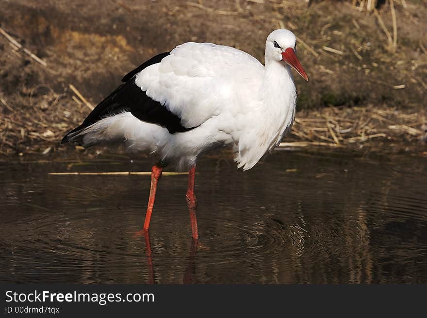 Blue eyes stork I