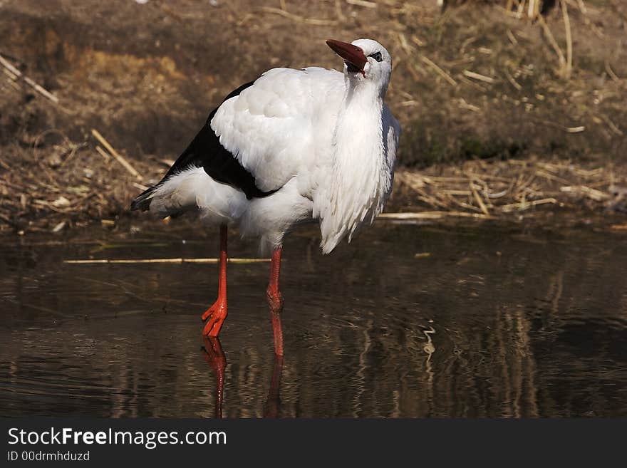 Blue eyes stork II