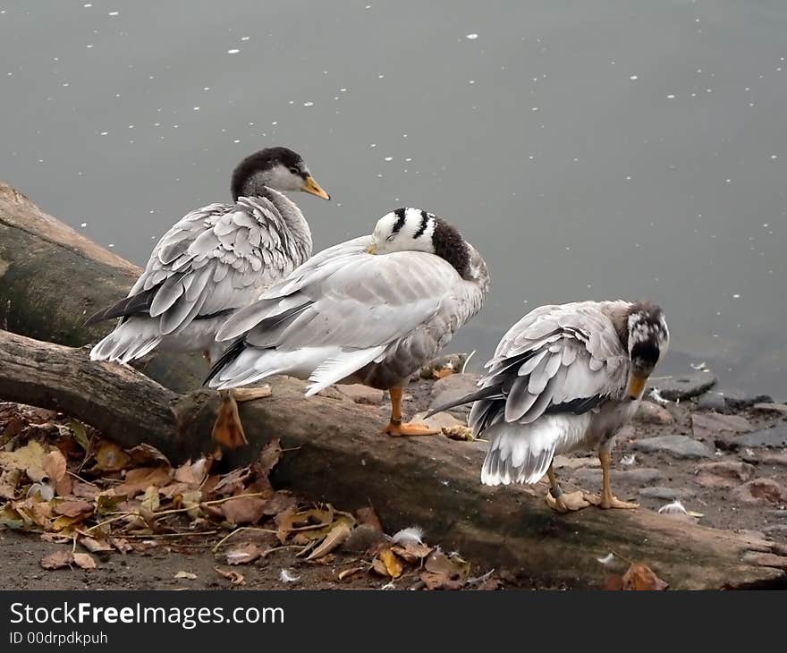 Three ducks on a log on coast of a pond. Three ducks on a log on coast of a pond.