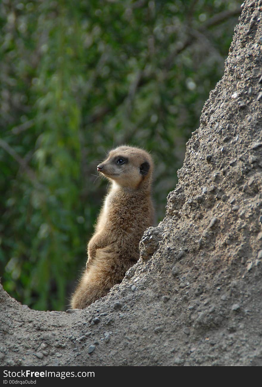 Meerkat 73