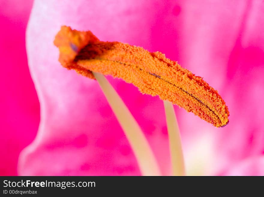 A macro of a stamen.