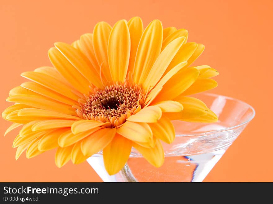 A gerbera daisy in a cocktail glass with an orange background. A gerbera daisy in a cocktail glass with an orange background