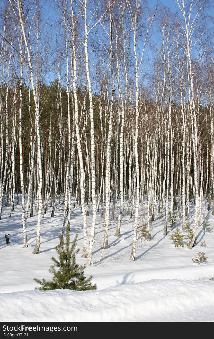 Birches