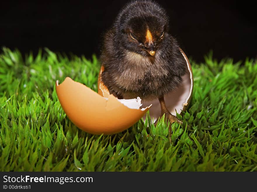 One cute sleepy newborn chick with its egg. One cute sleepy newborn chick with its egg