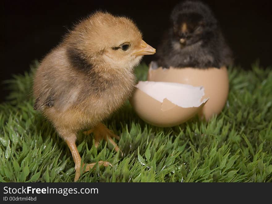 Some cute newborn chickens with their eggs. Some cute newborn chickens with their eggs