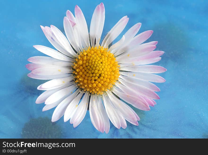 Daisy flower with blur blue background