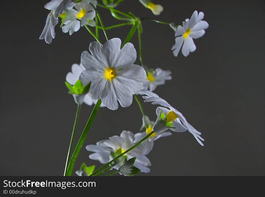 Close-up of white mirabelle flower. Close-up of white mirabelle flower