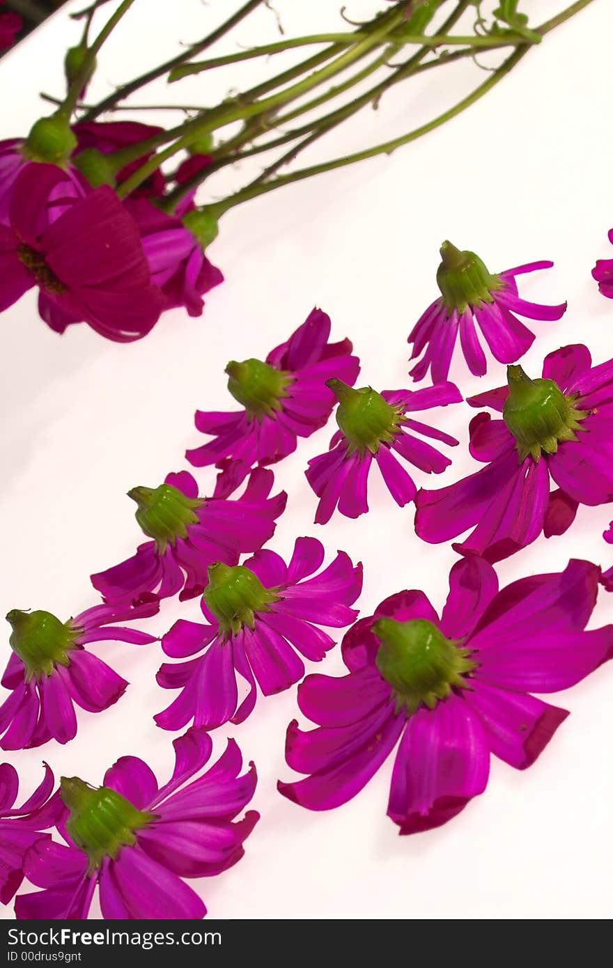 Violet flower on the lightbox