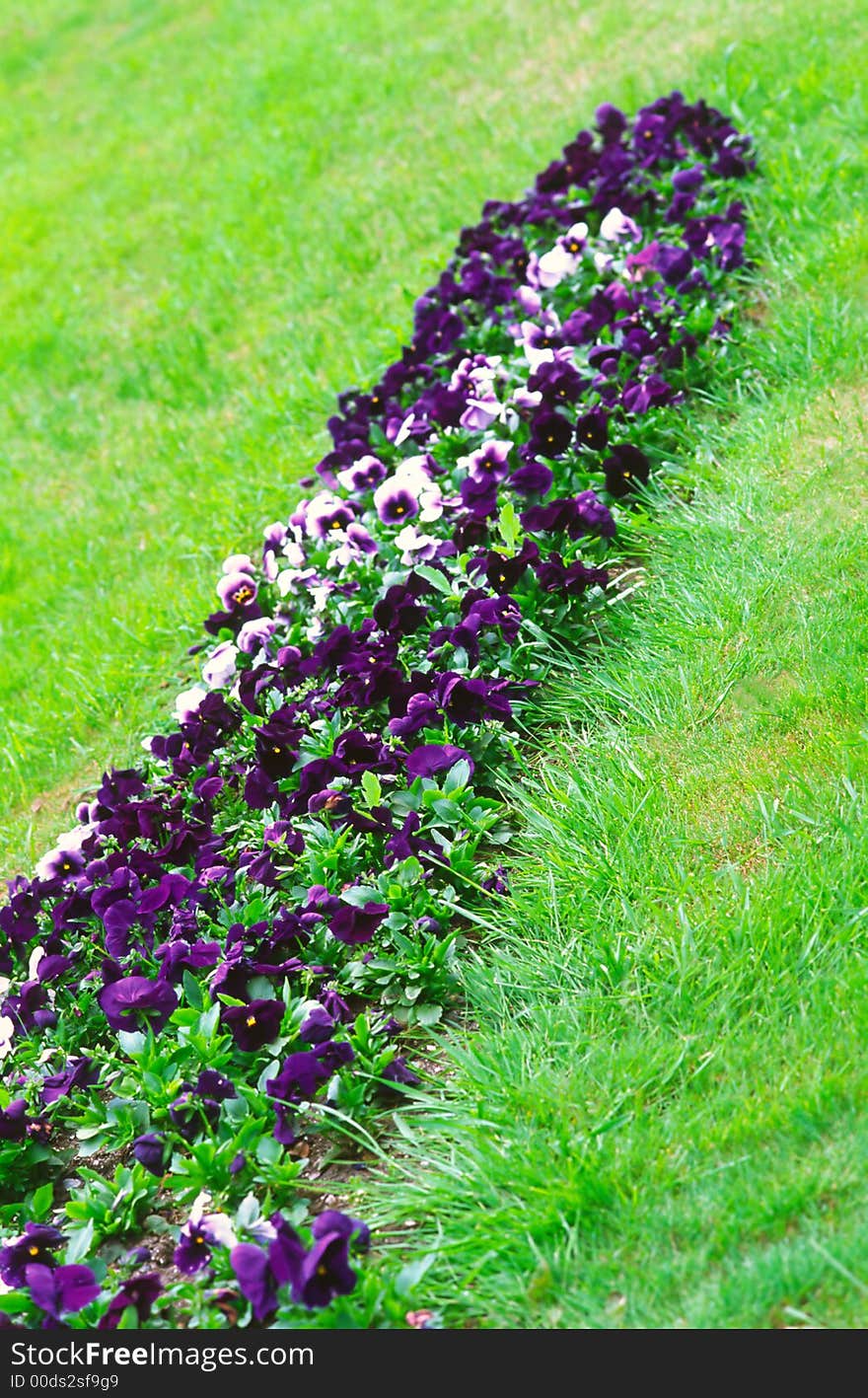 Flower bed from violets, early spring in park. Flower bed from violets, early spring in park