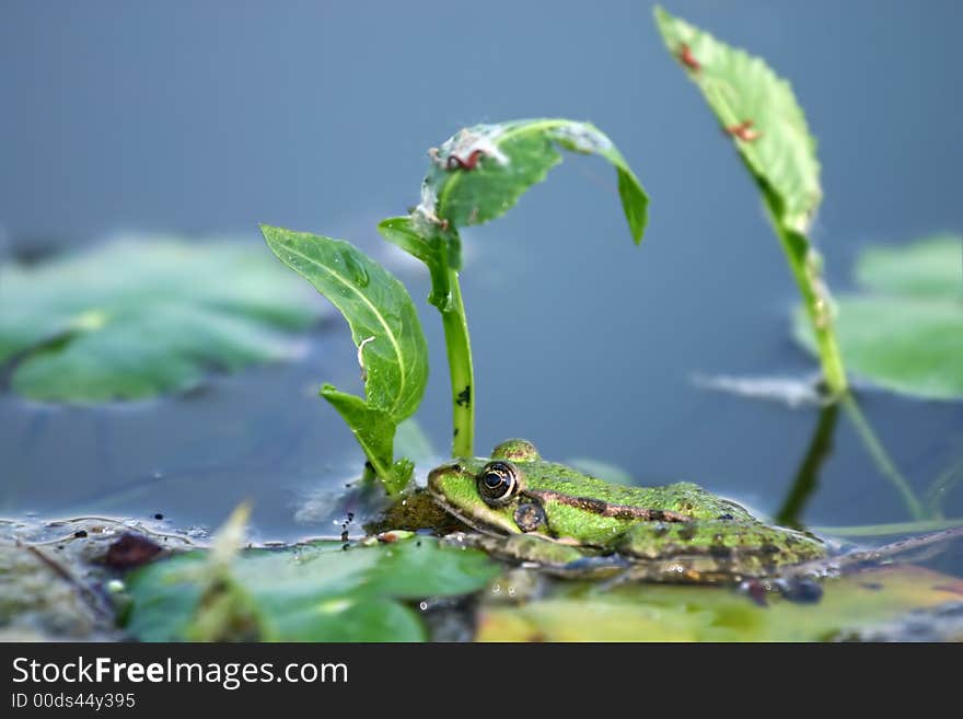 Green frog 1