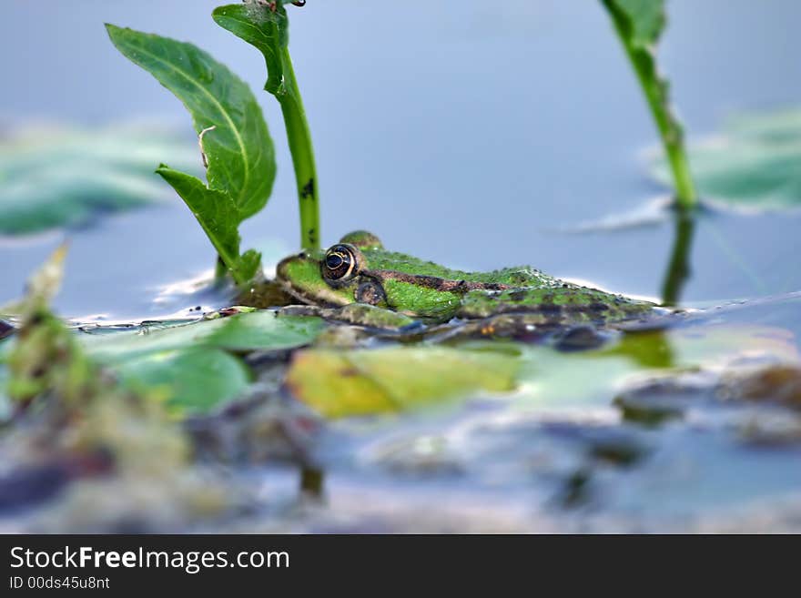 Green frog 2