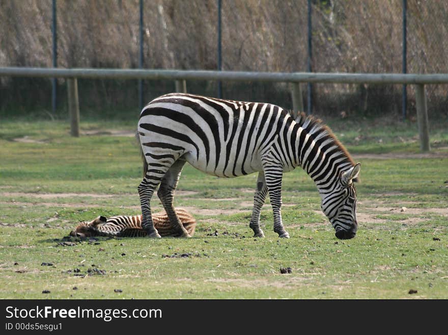 Wild zebras eating green grasses