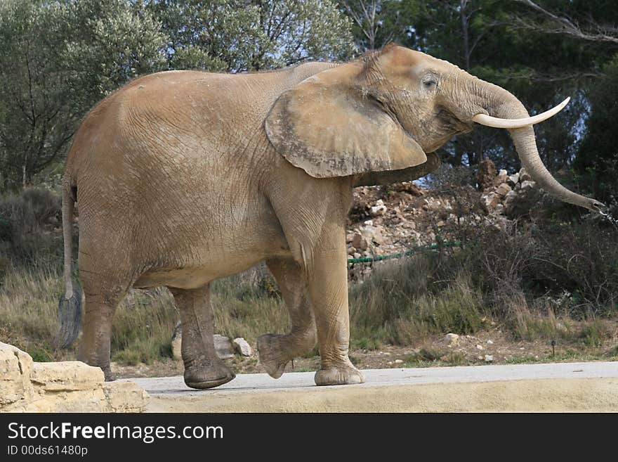 African Elephant walking in the prairie