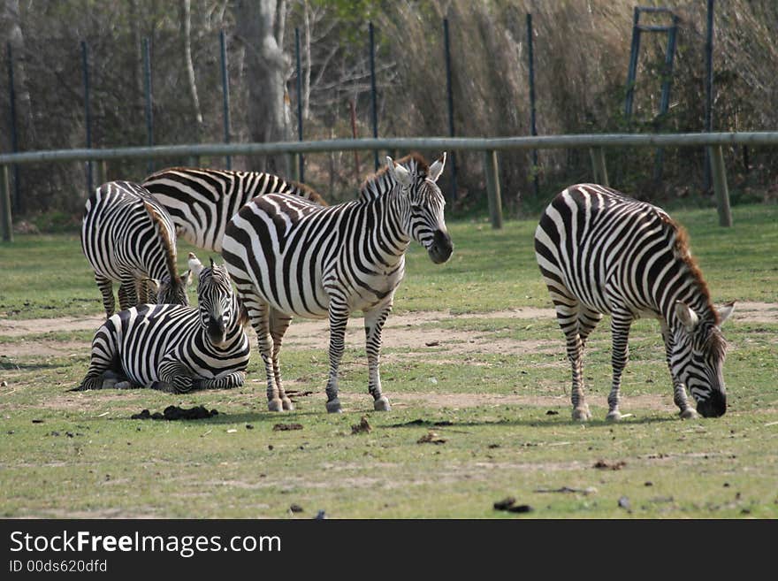 Zebras