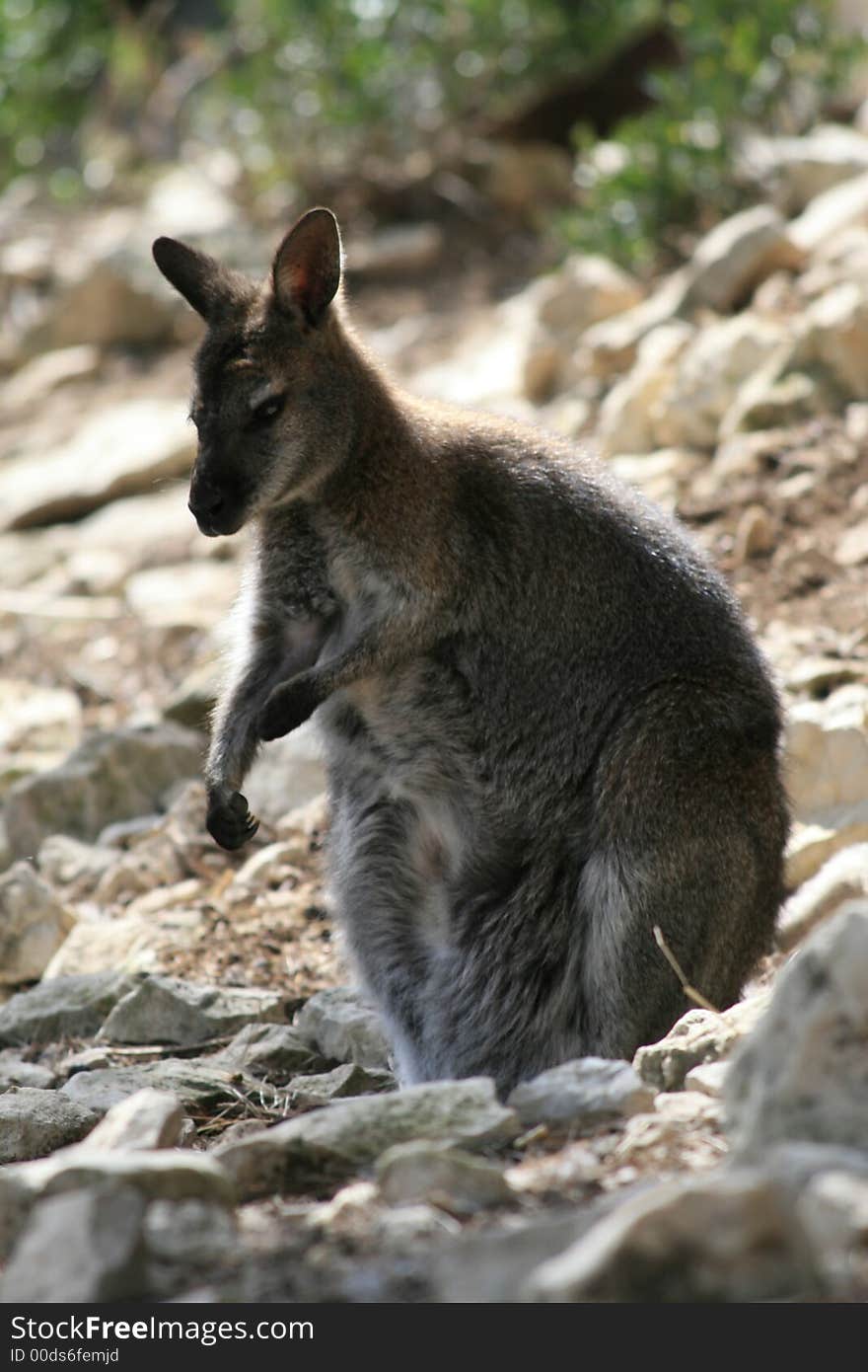 Portrait of the little Kangaroo