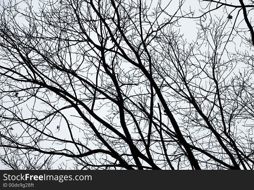 Big tree on sky background