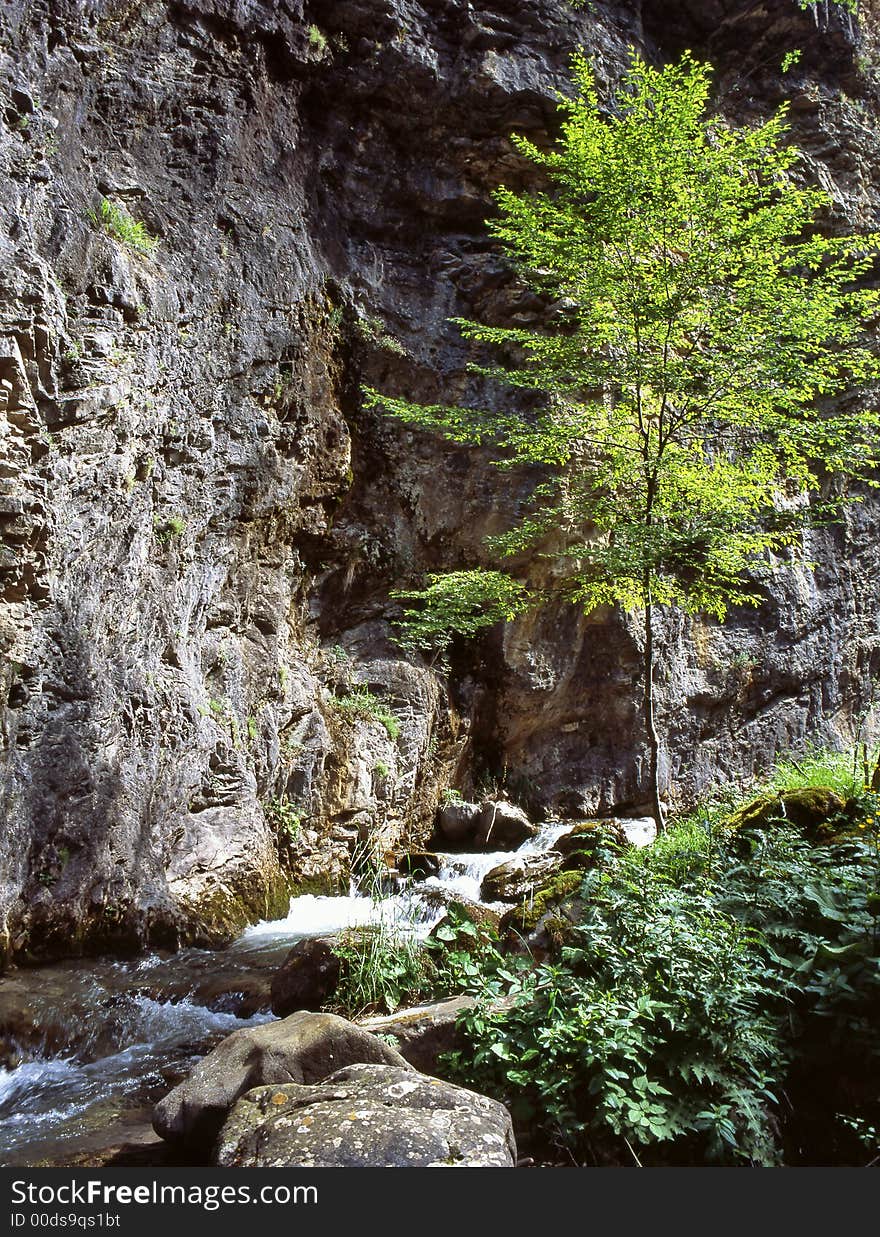 Tree And Cliff