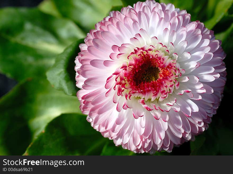 Bellis bloom