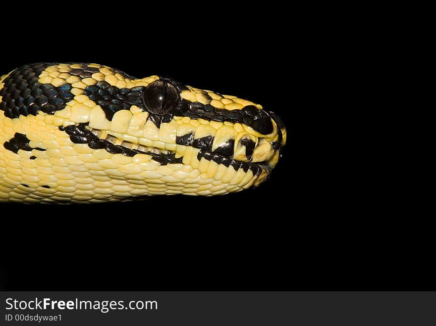 A close up photograph of a snake's head. A close up photograph of a snake's head.