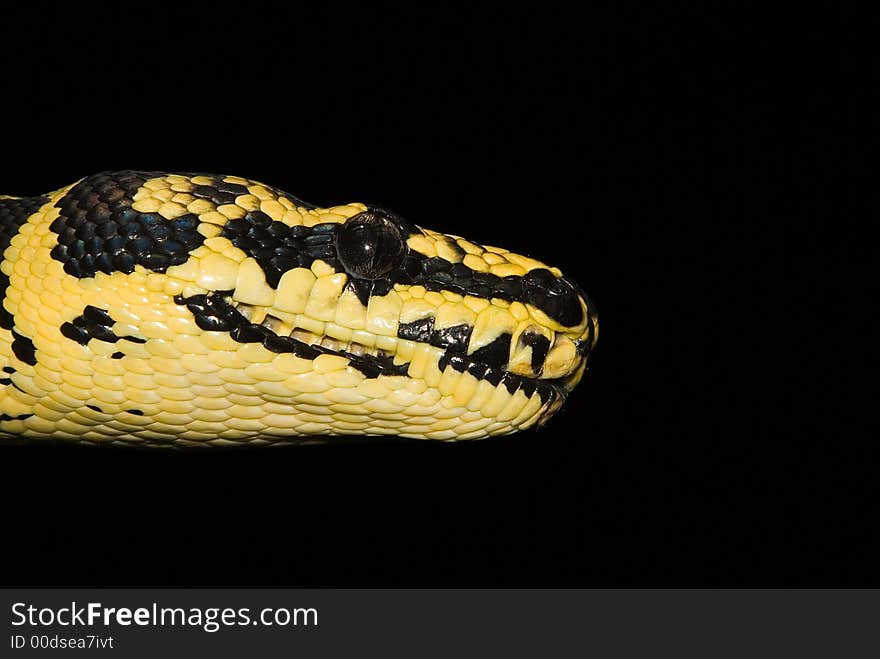 A close up photograph of a snake's head. A close up photograph of a snake's head.