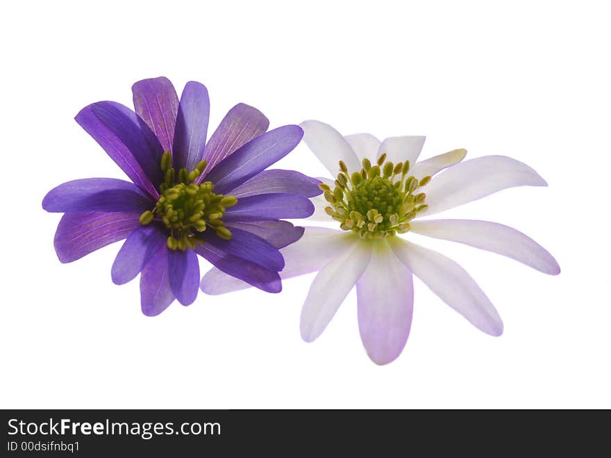 Blue flowers on light box