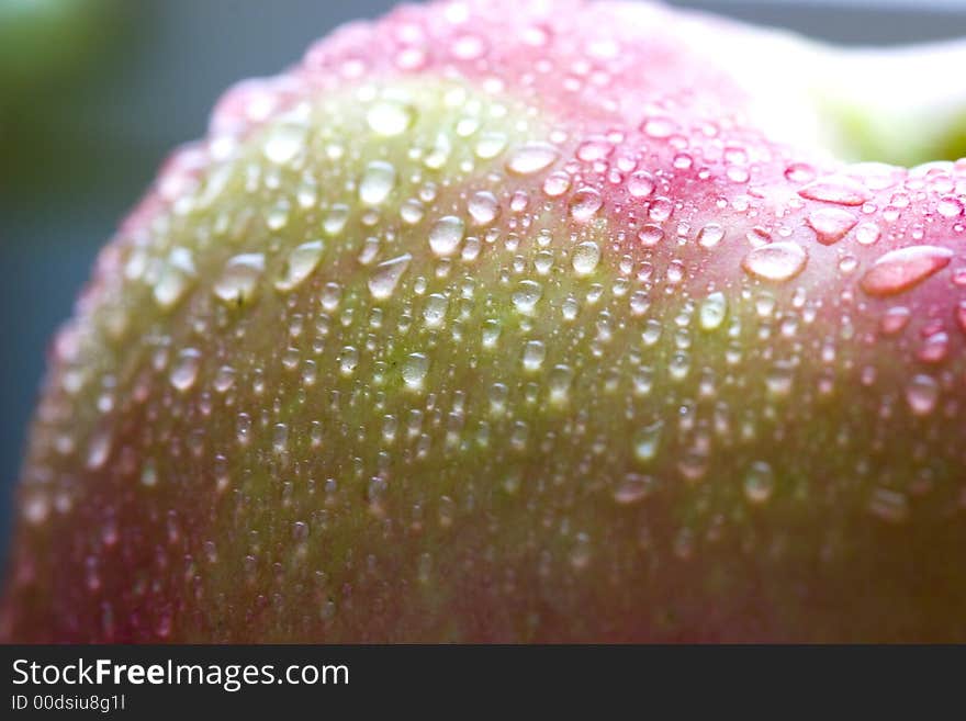 Wet pink apple with multy drops macro