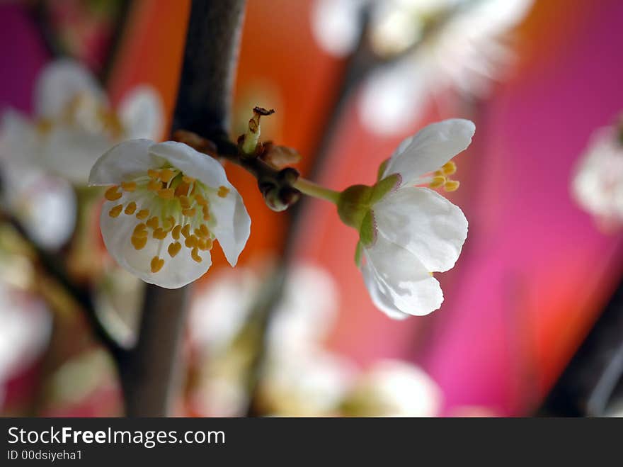 Close up of mirabel bloom