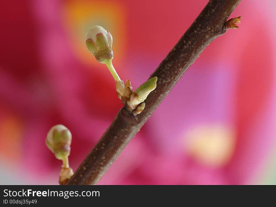 Bloom against red blur background