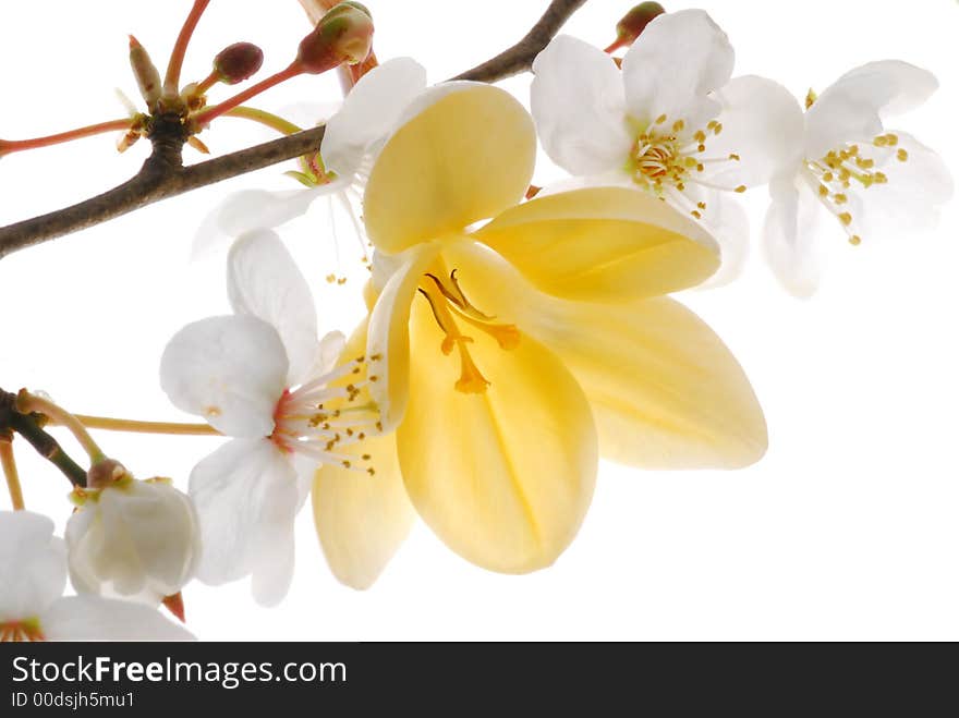 Bloom and yellow flowers on white background