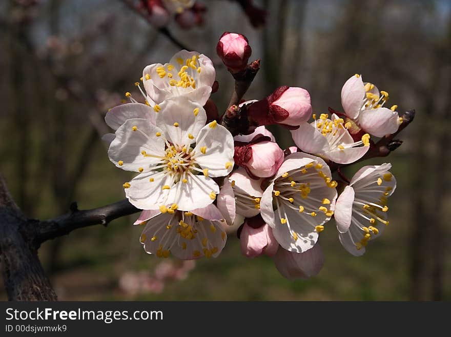 Branch of the tree in blossom