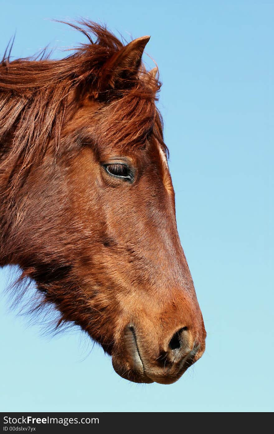 Horse portrait