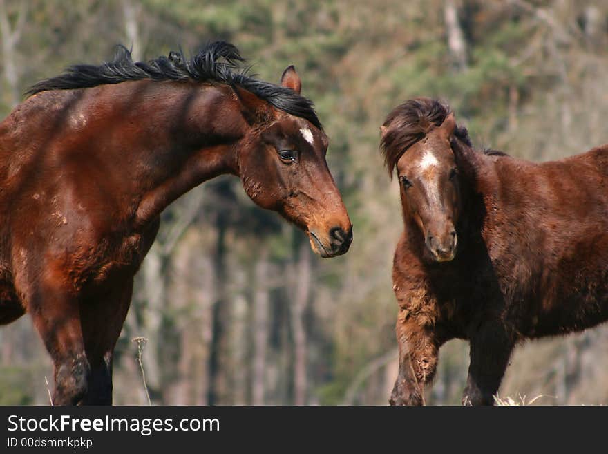 Two Horses