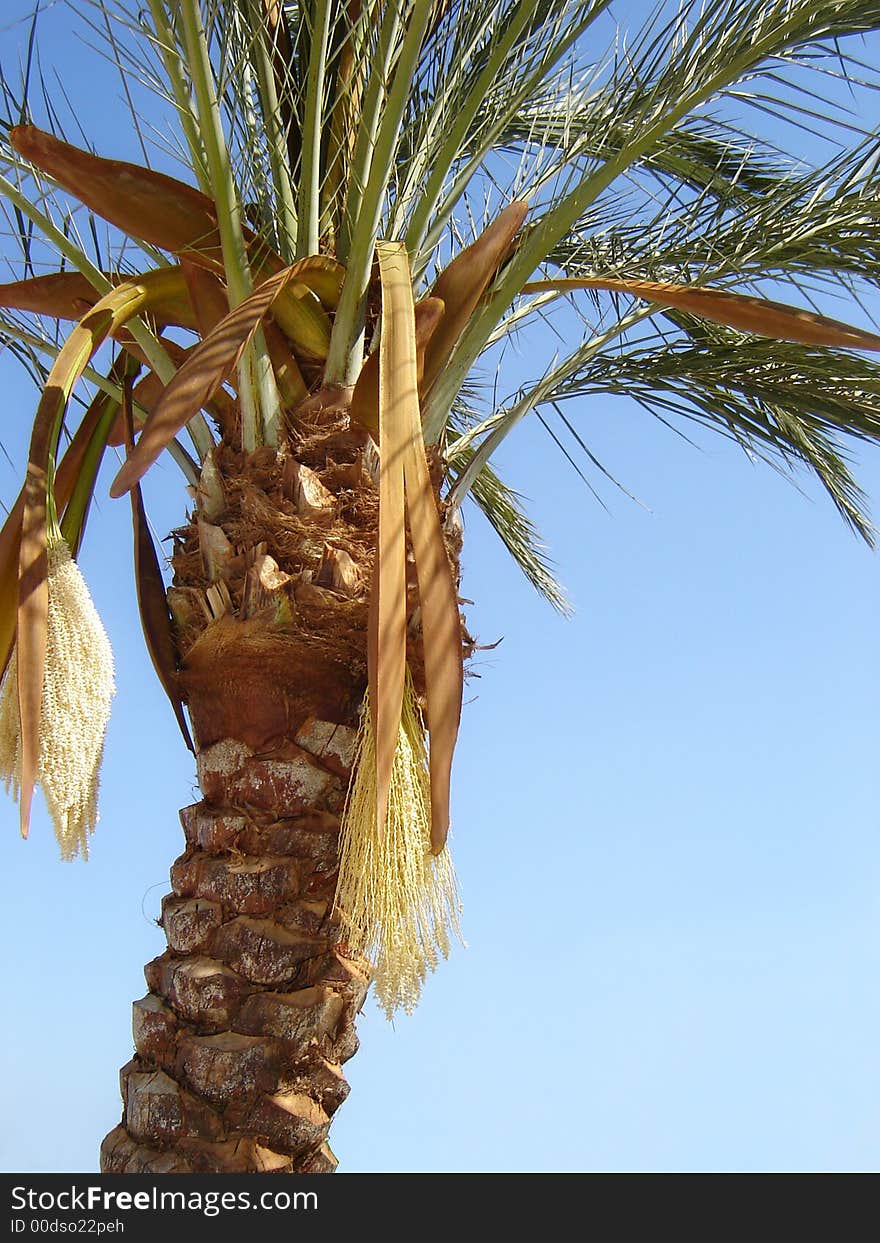 Nature-scenery with palmtrees