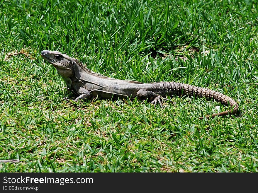 Iguana tanning ona green grass mexican reptile