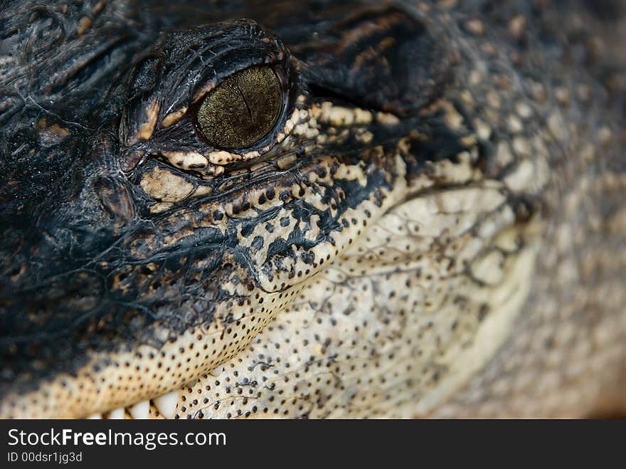 A close-up photograph of the side of an alligator's face. A close-up photograph of the side of an alligator's face.