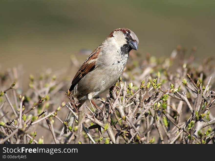 The small bird (sparrow) sits on naked branches of a bush