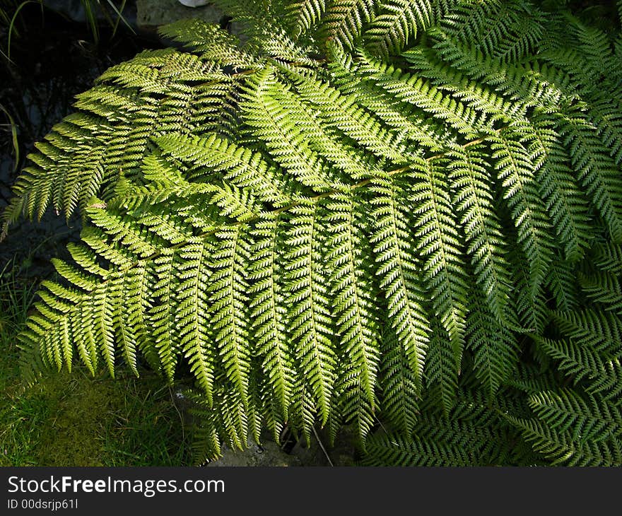 Fern leaves making a perfect background for designers